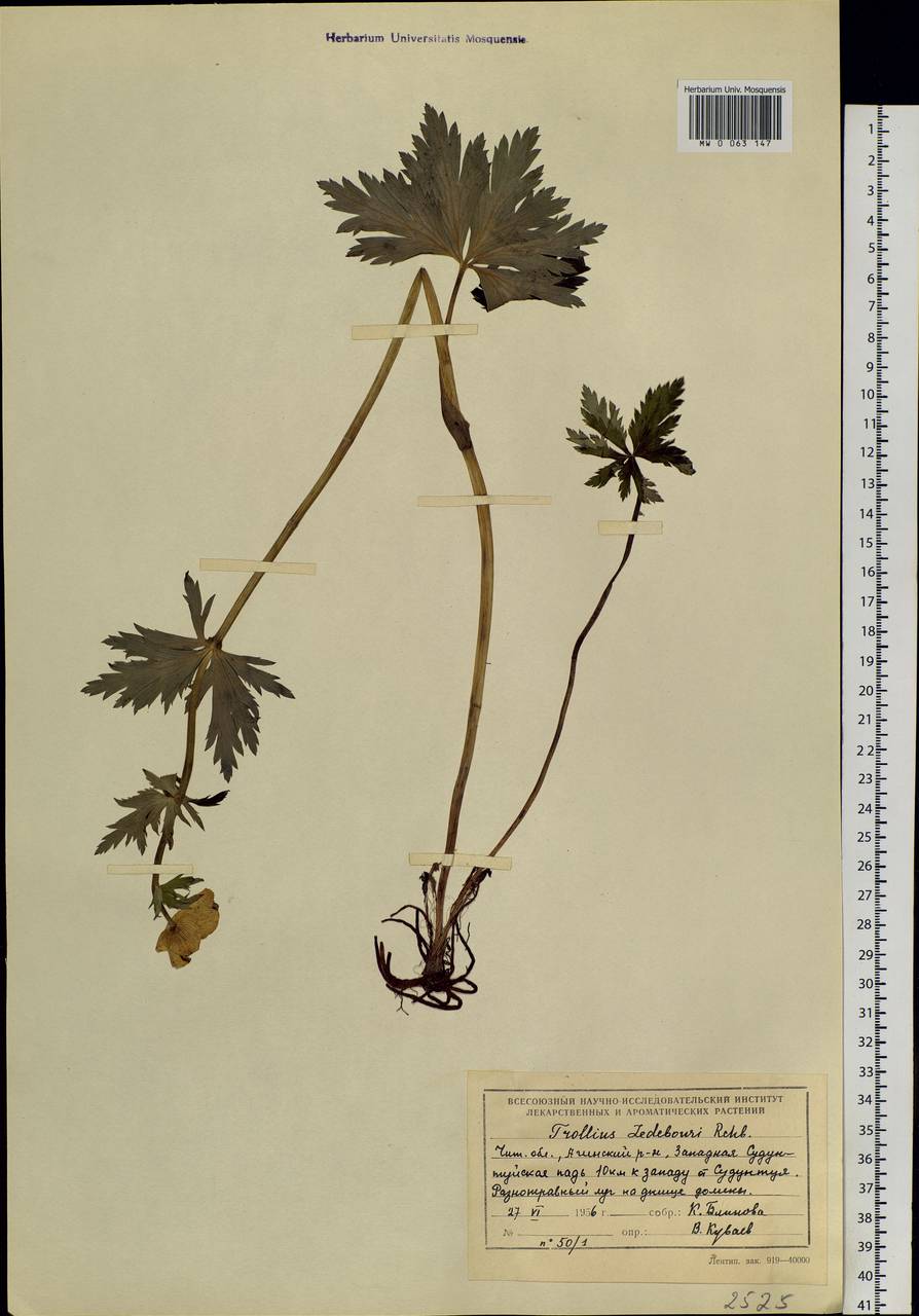 Trollius ledebourii Rchb., Siberia, Baikal & Transbaikal region (S4) (Russia)