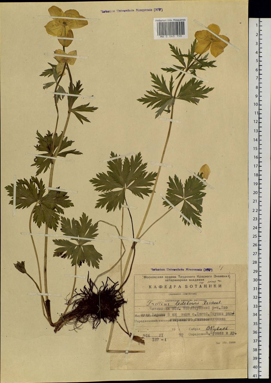 Trollius ledebourii Rchb., Siberia, Baikal & Transbaikal region (S4) (Russia)