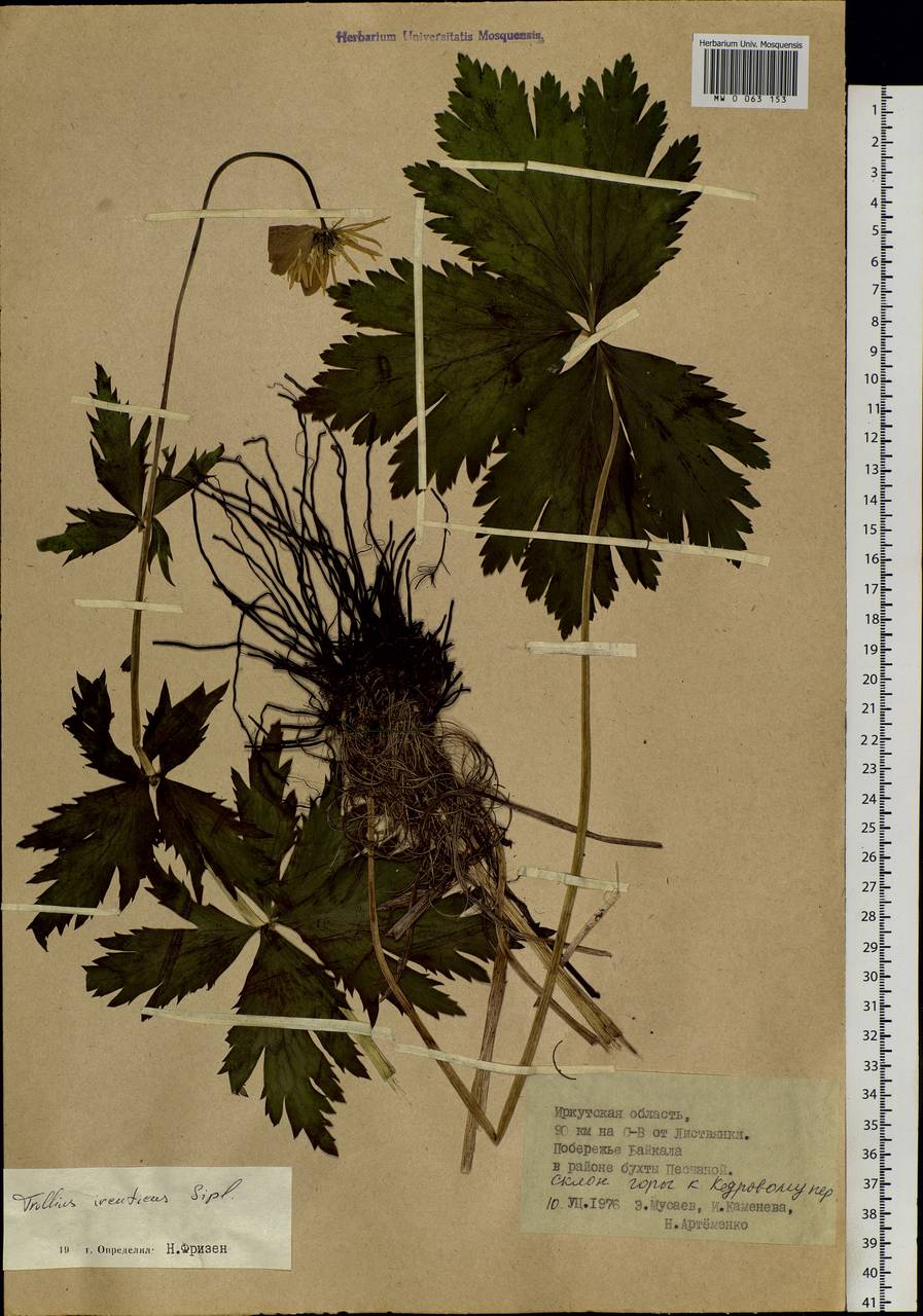 Trollius kytmanovii Reverd., Siberia, Baikal & Transbaikal region (S4) (Russia)