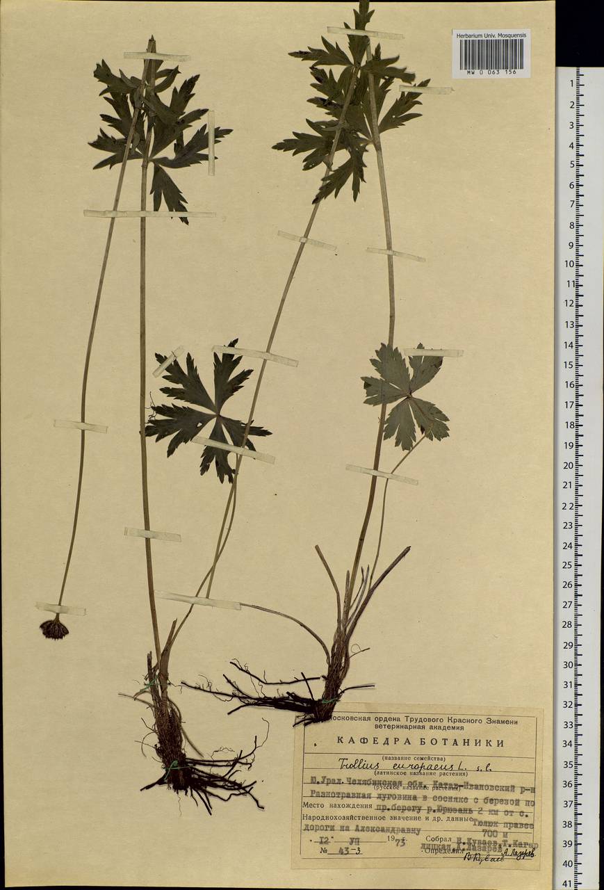 Trollius europaeus L., Eastern Europe, Eastern region (E10) (Russia)