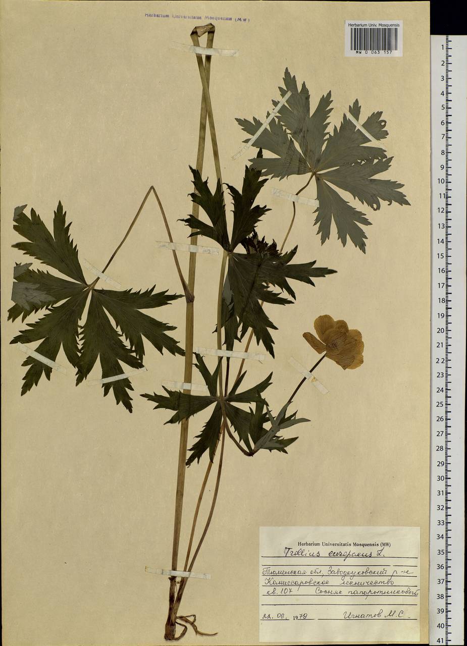 Trollius europaeus L., Siberia, Western Siberia (S1) (Russia)