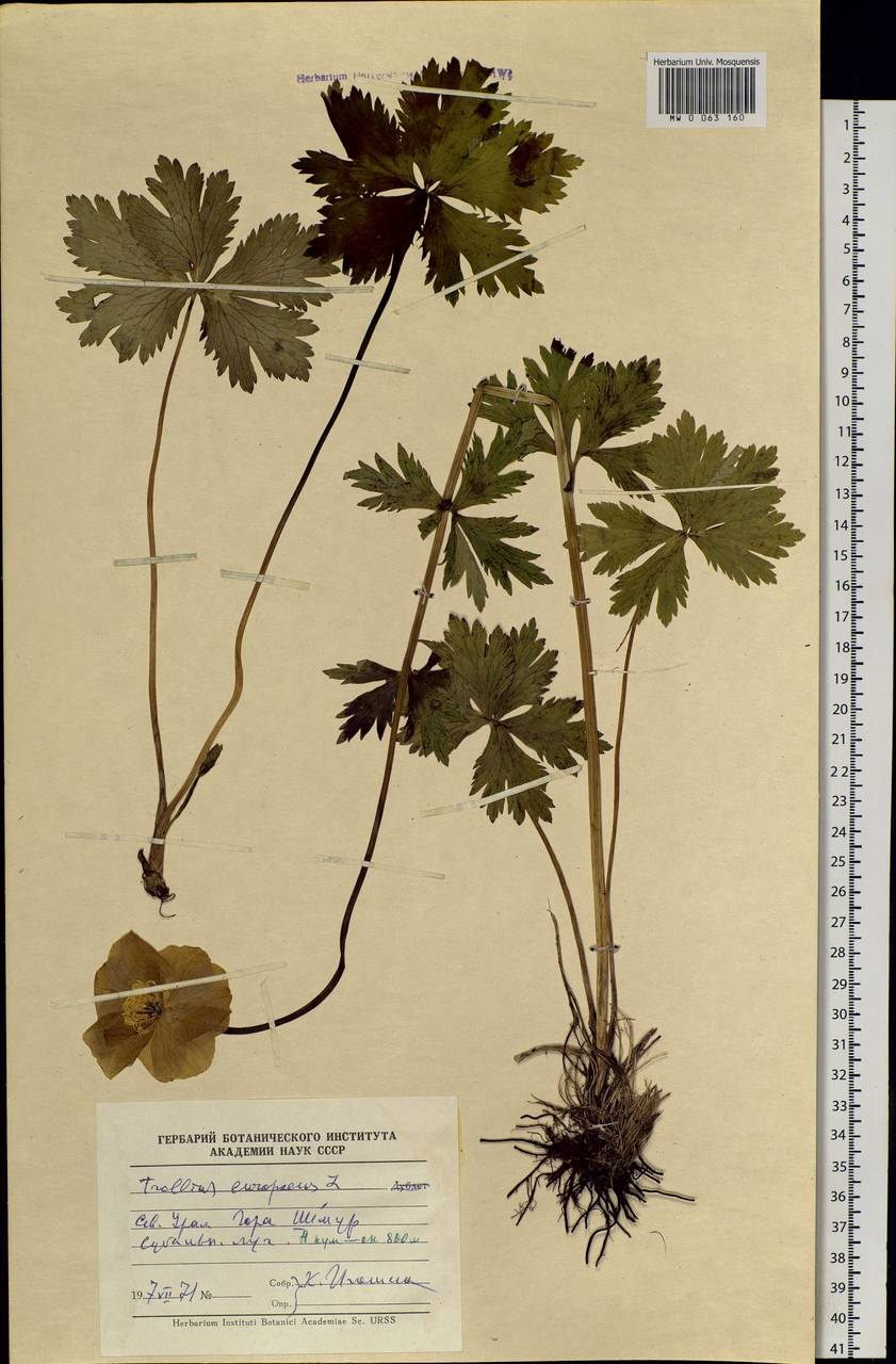 Trollius europaeus L., Eastern Europe, Eastern region (E10) (Russia)