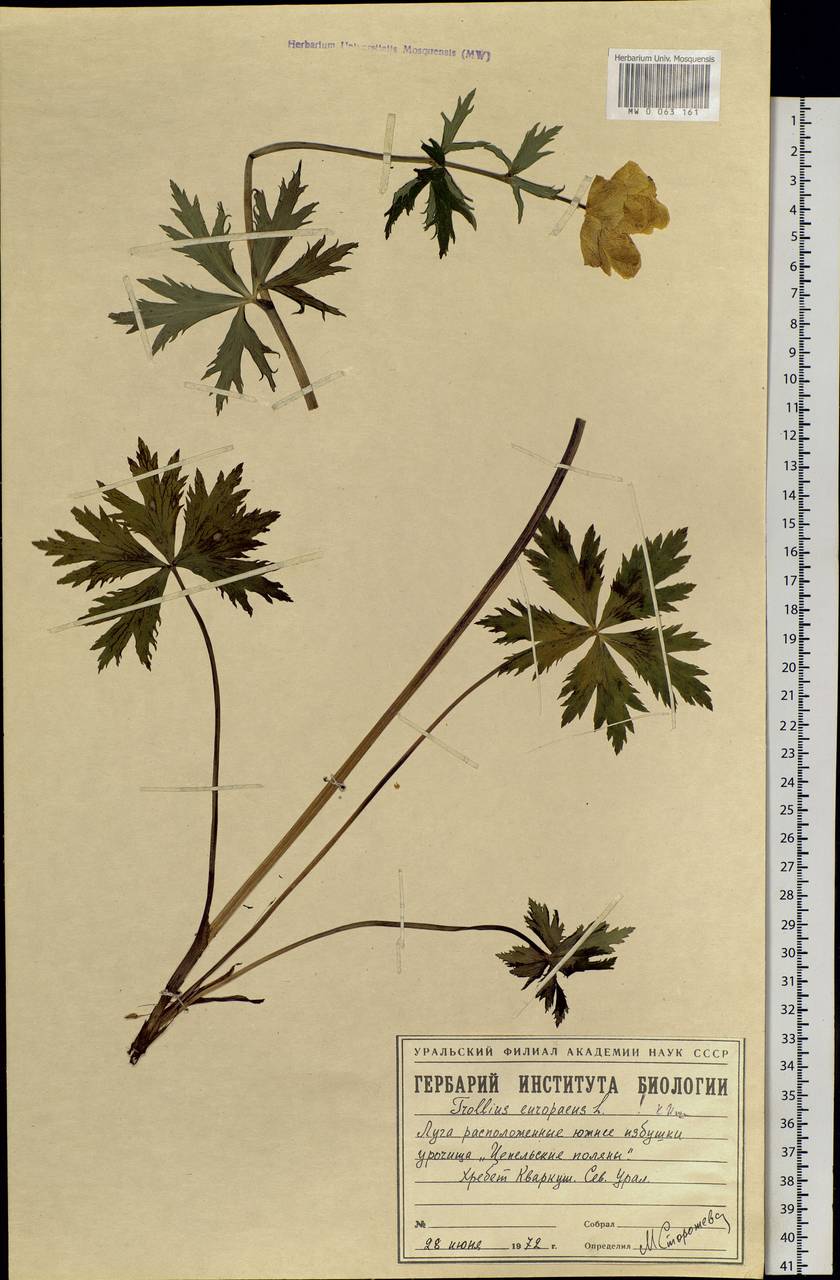 Trollius europaeus L., Eastern Europe, Eastern region (E10) (Russia)