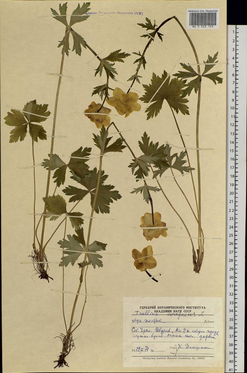 Trollius europaeus L., Eastern Europe, Eastern region (E10) (Russia)