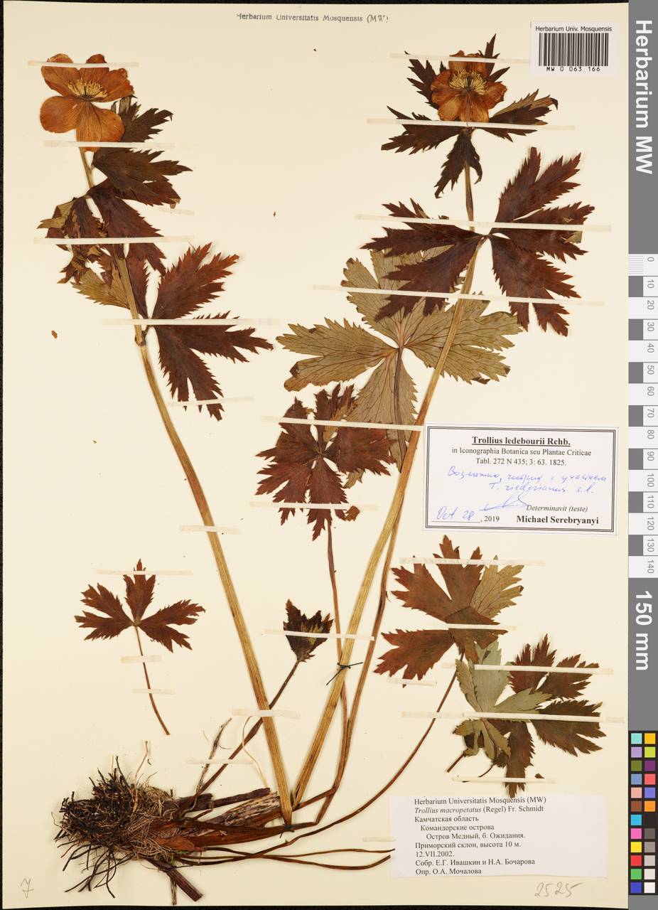 Trollius ledebourii Rchb., Siberia, Chukotka & Kamchatka (S7) (Russia)