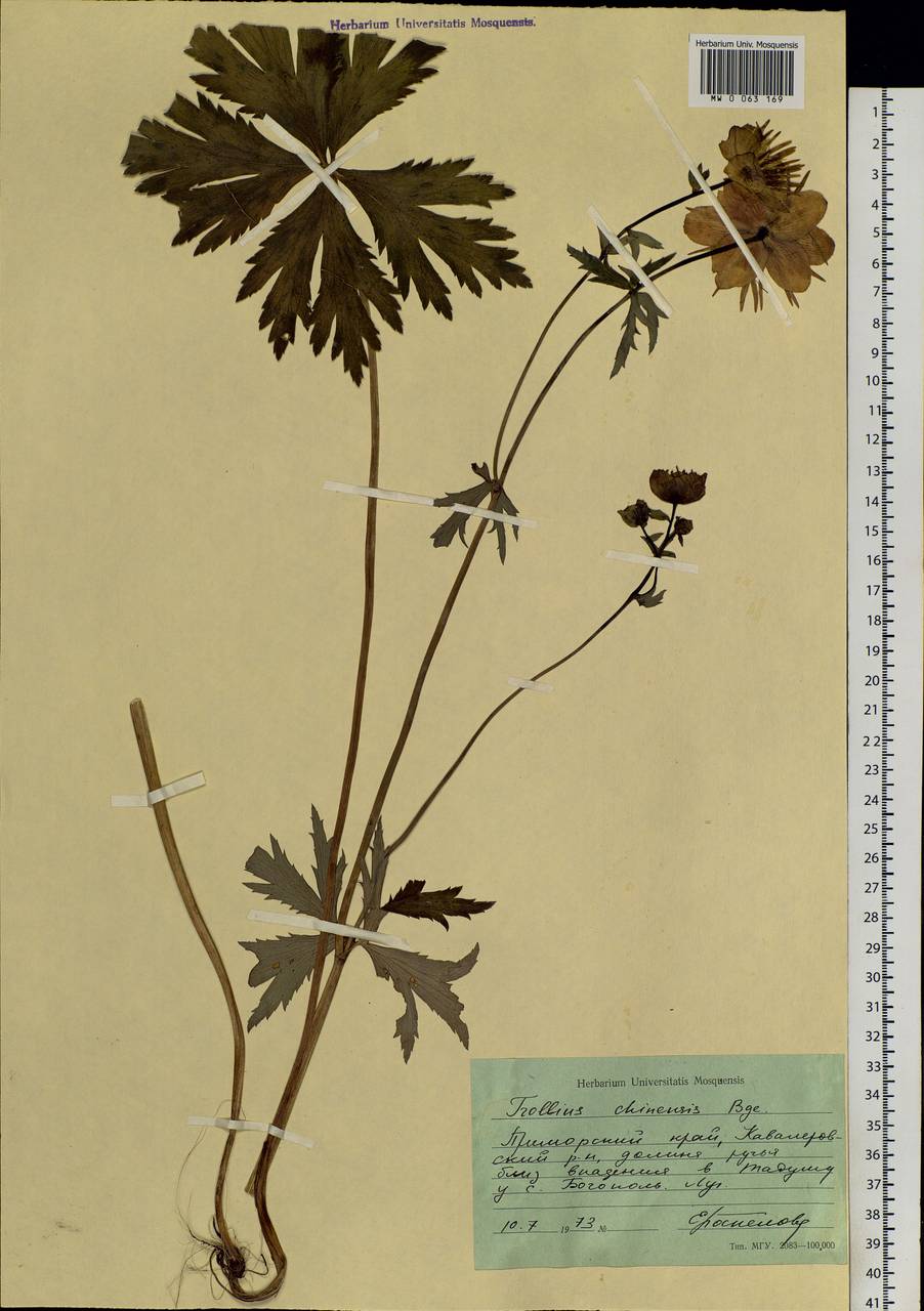 Trollius chinensis Bunge, Siberia, Russian Far East (S6) (Russia)