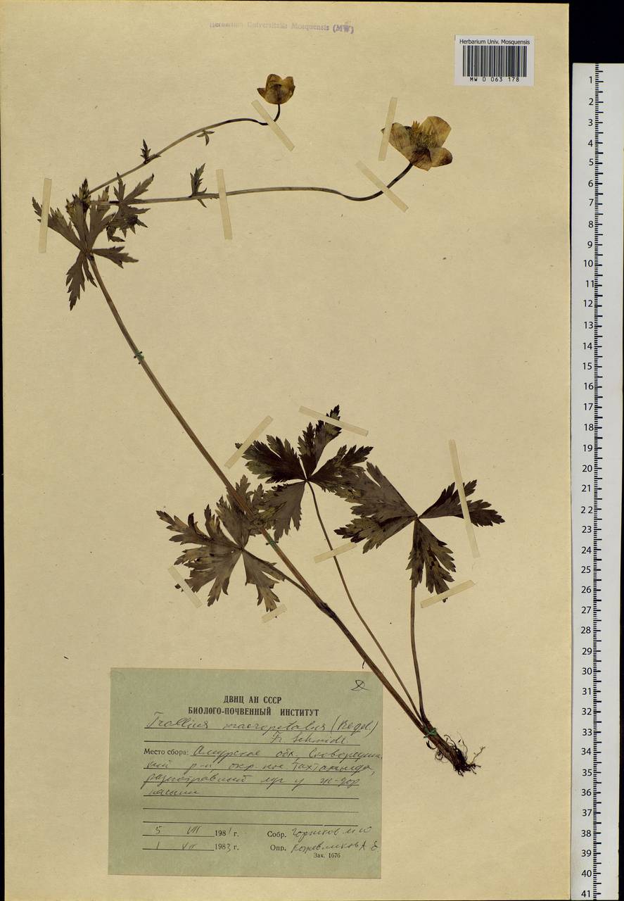 Trollius chinensis Bunge, Siberia, Russian Far East (S6) (Russia)