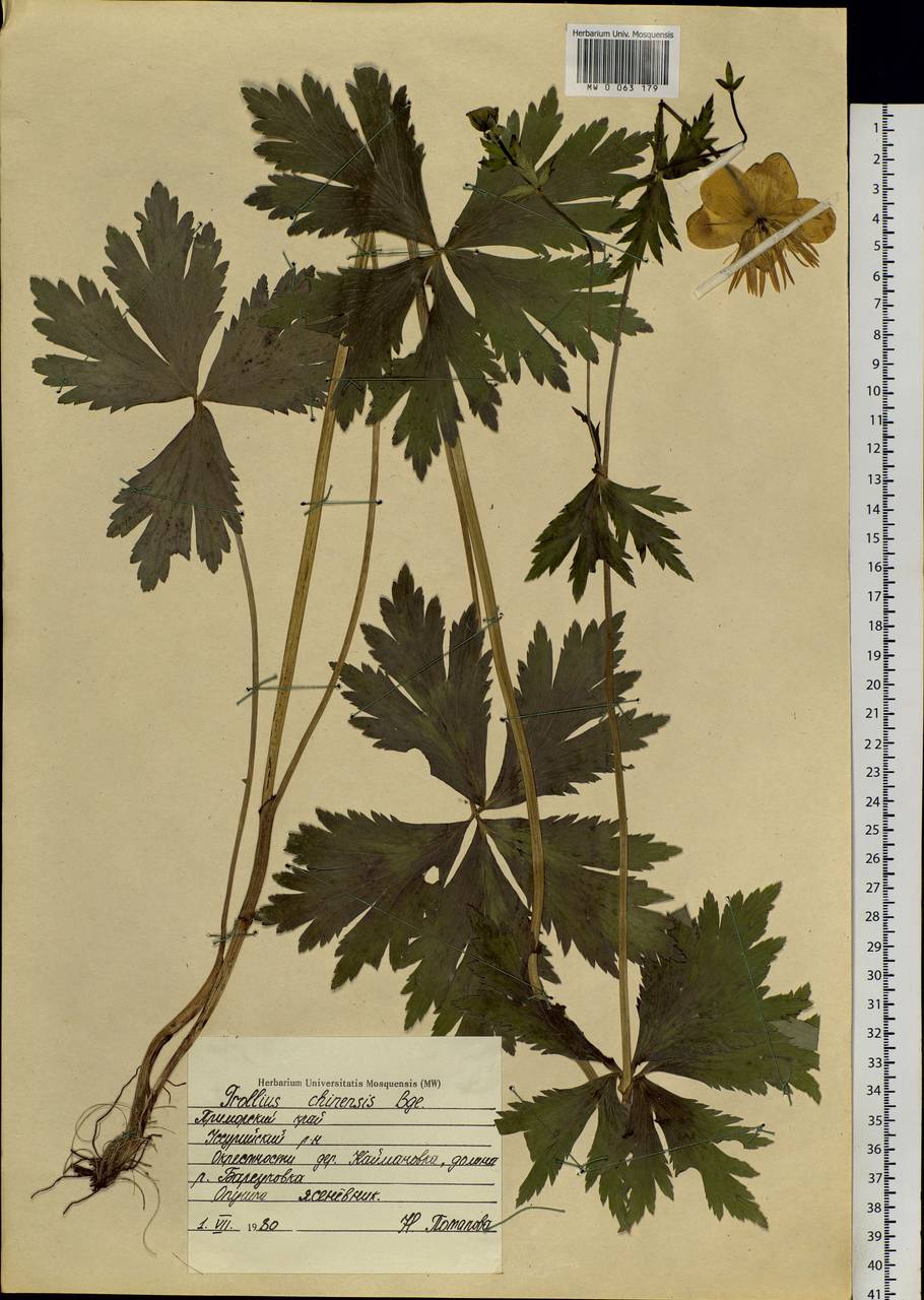 Trollius chinensis Bunge, Siberia, Russian Far East (S6) (Russia)