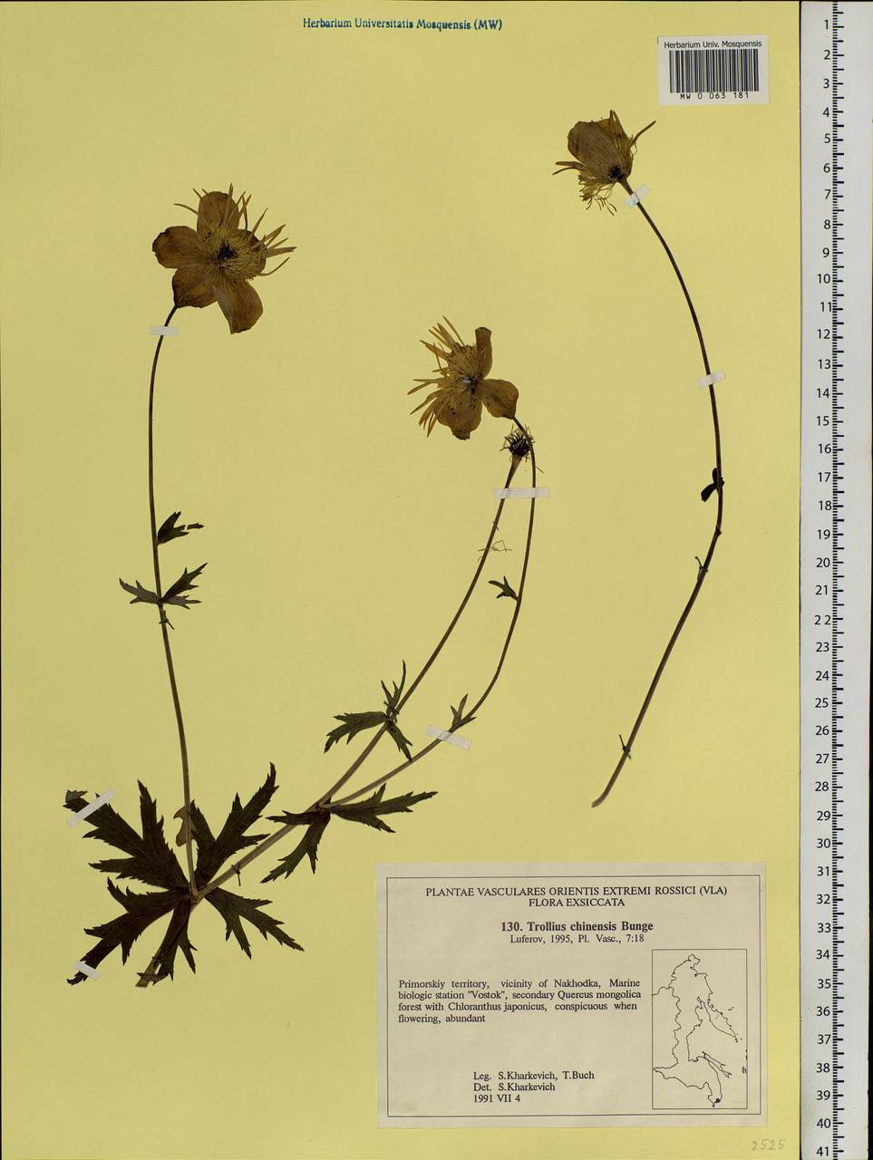 Trollius chinensis Bunge, Siberia, Russian Far East (S6) (Russia)