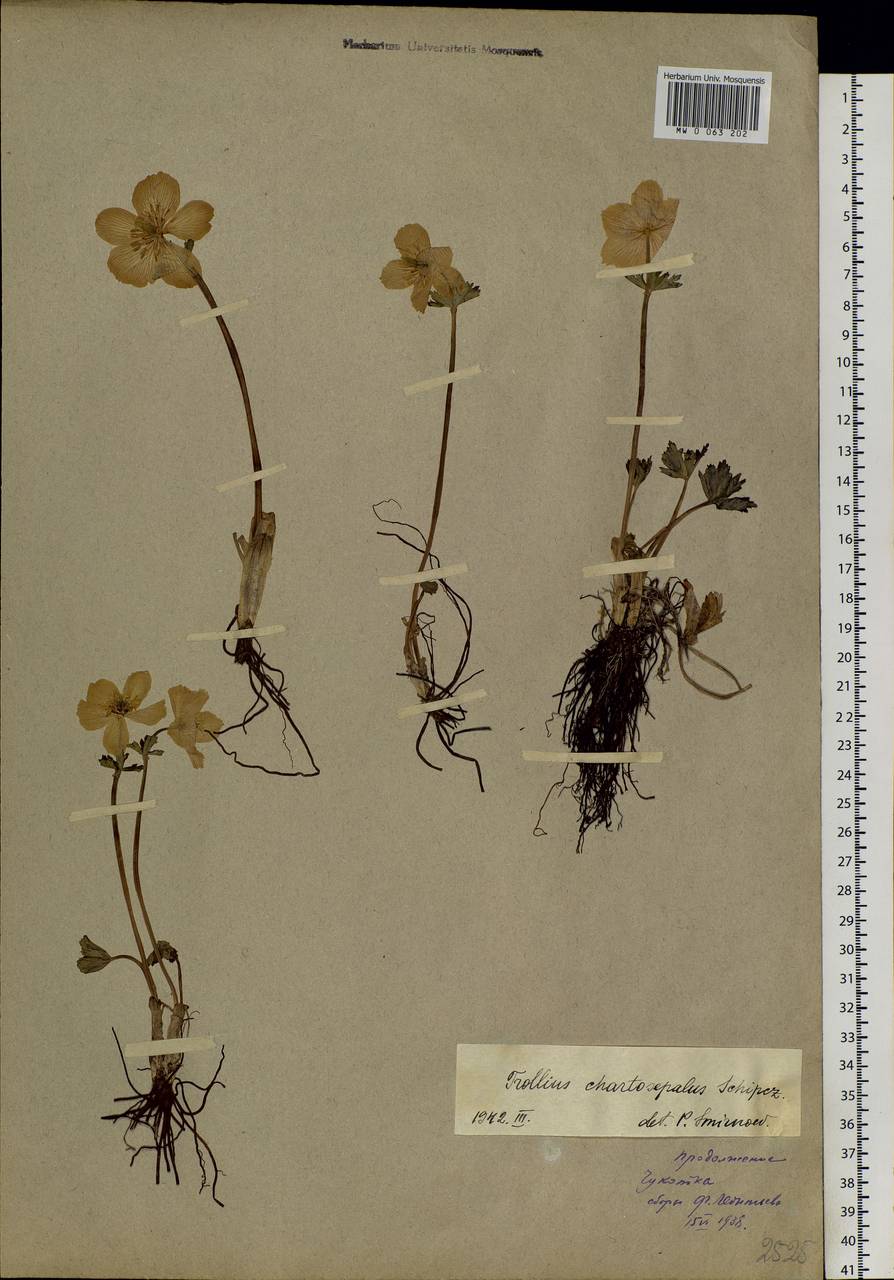 Trollius chartosepalus Schipcz., Siberia, Chukotka & Kamchatka (S7) (Russia)