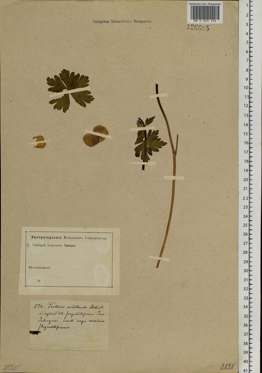 Trollius asiaticus L., Siberia, Baikal & Transbaikal region (S4) (Russia)