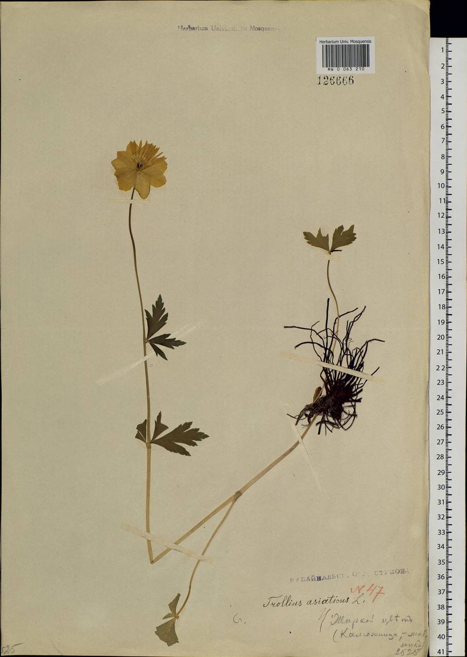 Trollius asiaticus L., Siberia, Baikal & Transbaikal region (S4) (Russia)