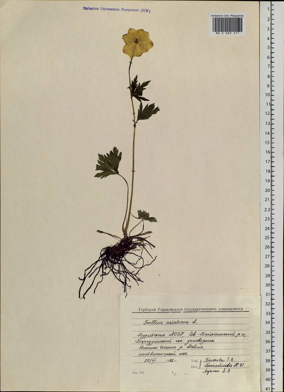 Trollius asiaticus L., Siberia, Baikal & Transbaikal region (S4) (Russia)