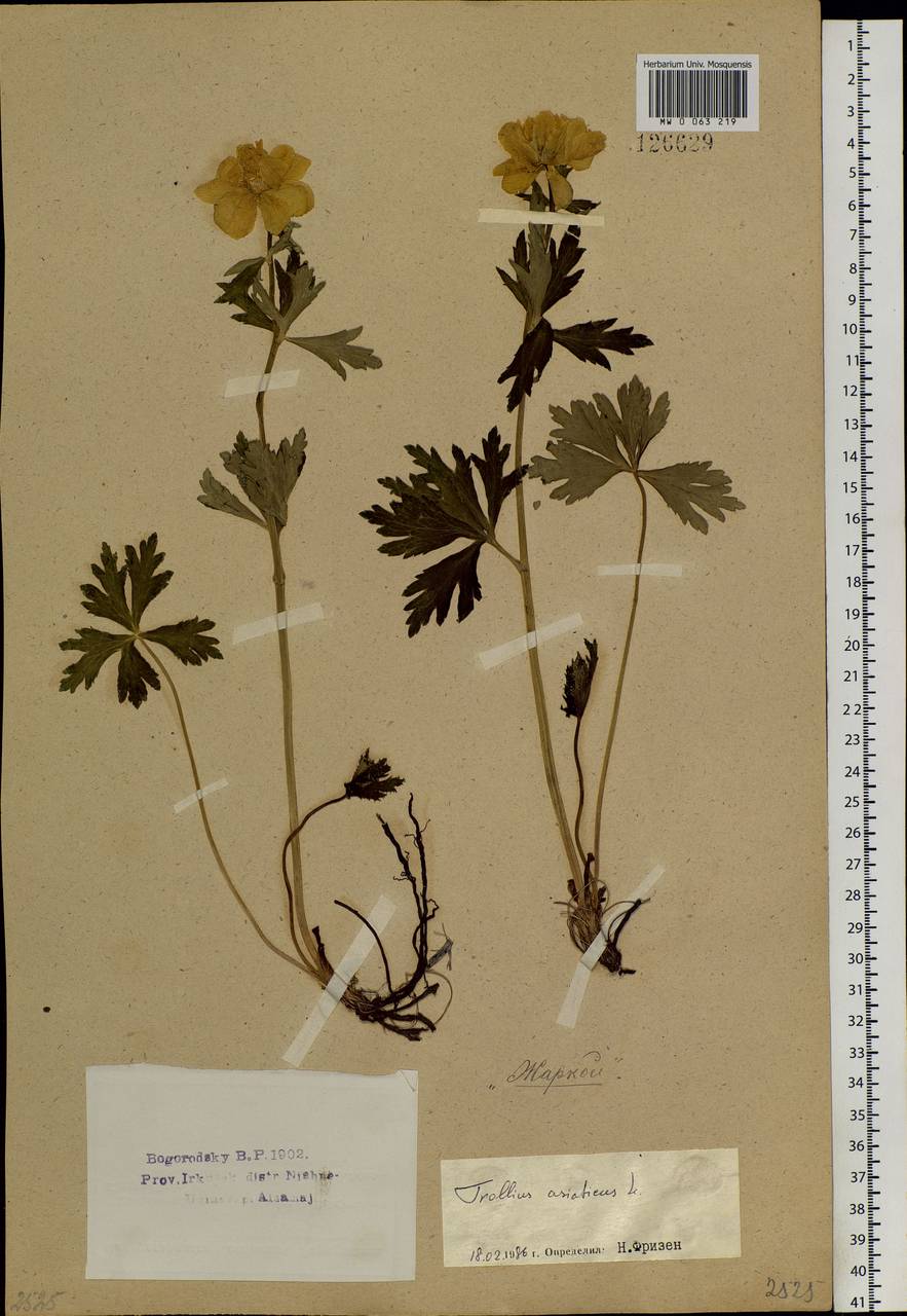 Trollius asiaticus L., Siberia, Baikal & Transbaikal region (S4) (Russia)