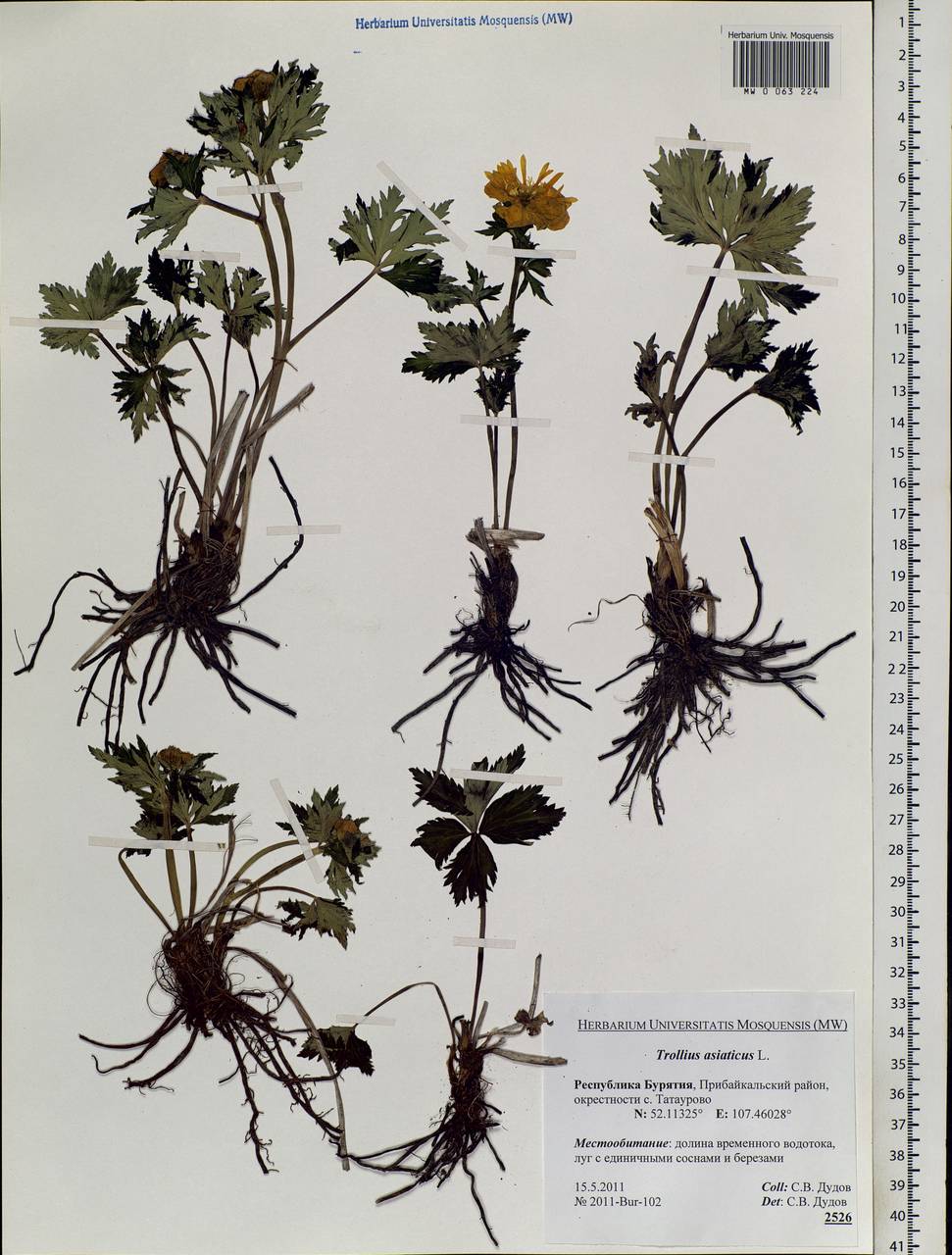 Trollius asiaticus L., Siberia, Baikal & Transbaikal region (S4) (Russia)