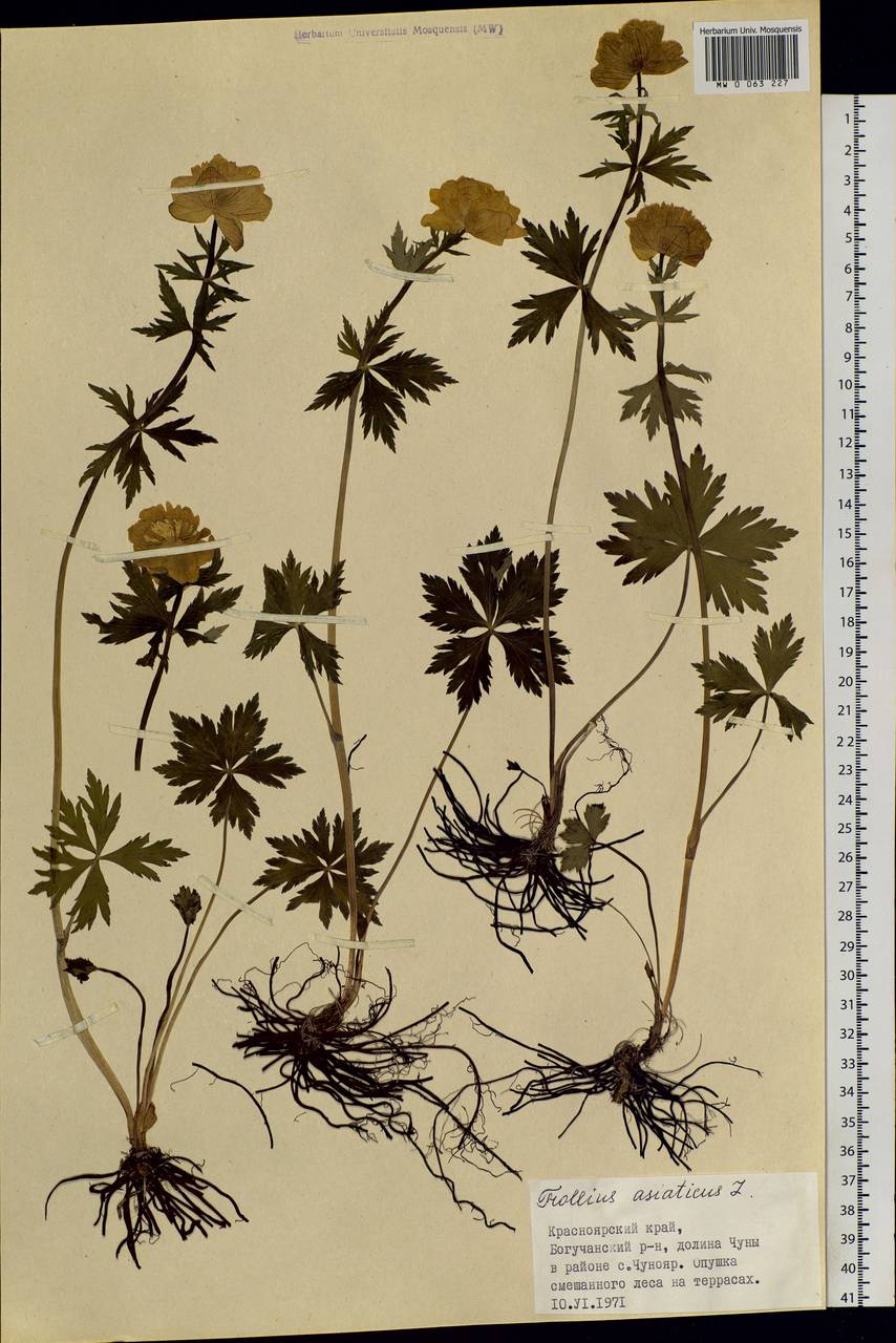 Trollius asiaticus L., Siberia, Central Siberia (S3) (Russia)