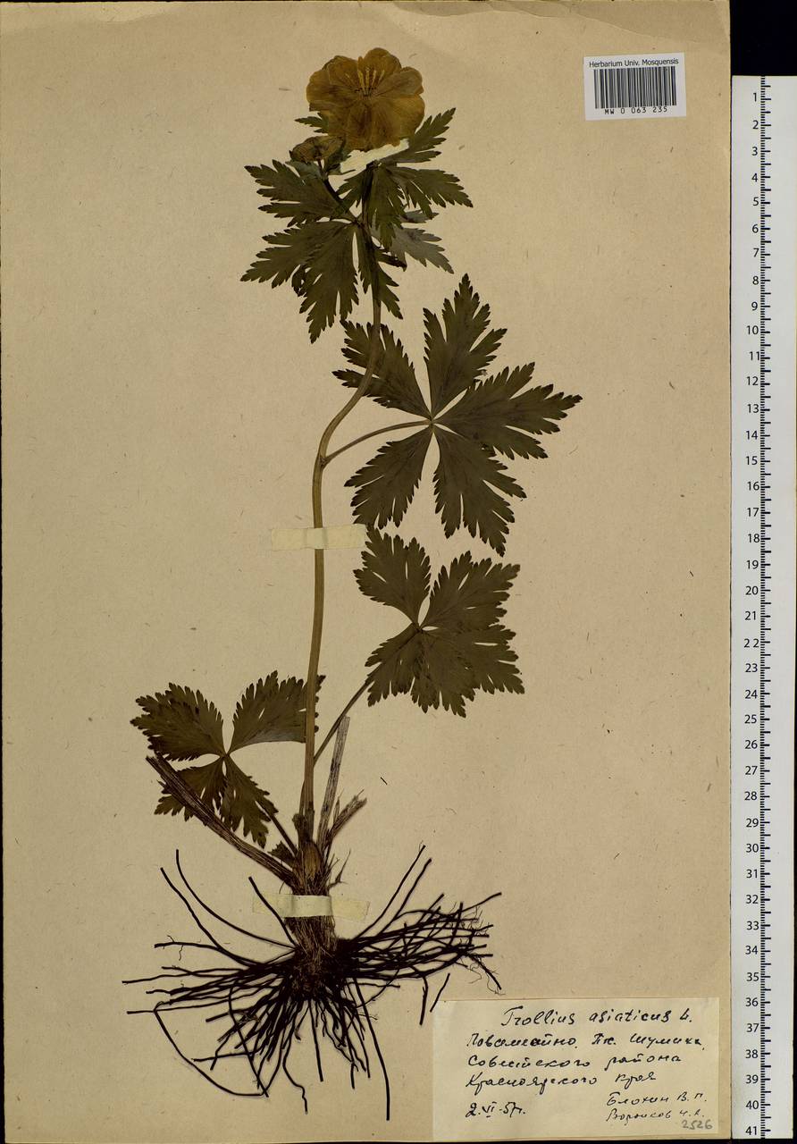 Trollius asiaticus L., Siberia, Central Siberia (S3) (Russia)