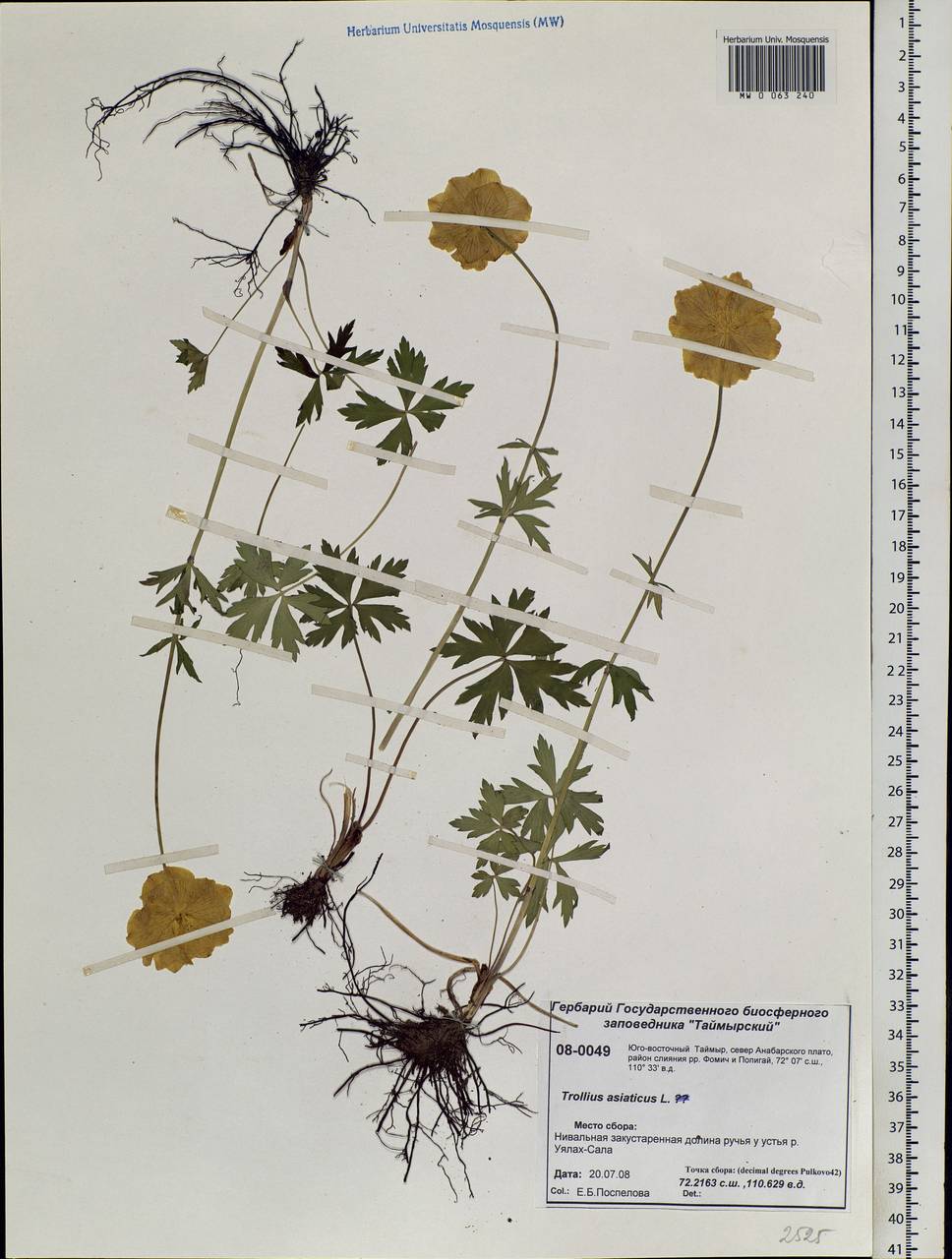 Trollius asiaticus L., Siberia, Central Siberia (S3) (Russia)