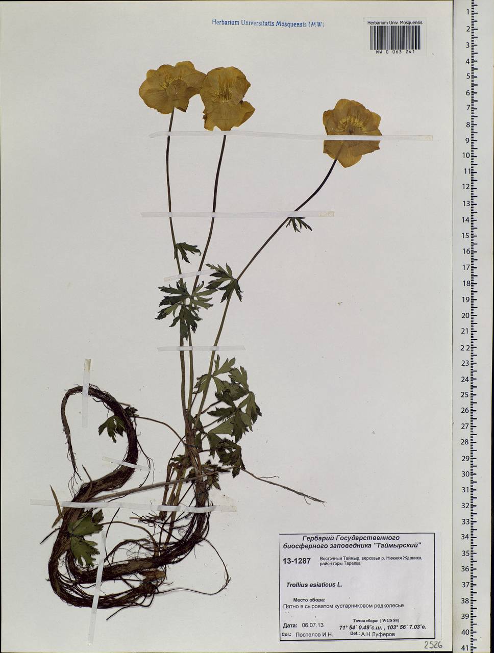 Trollius asiaticus L., Siberia, Central Siberia (S3) (Russia)