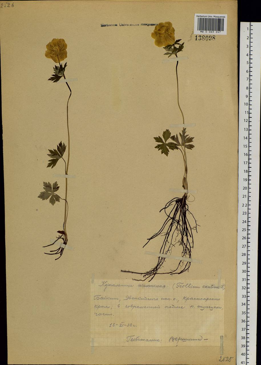 Trollius asiaticus L., Siberia, Central Siberia (S3) (Russia)