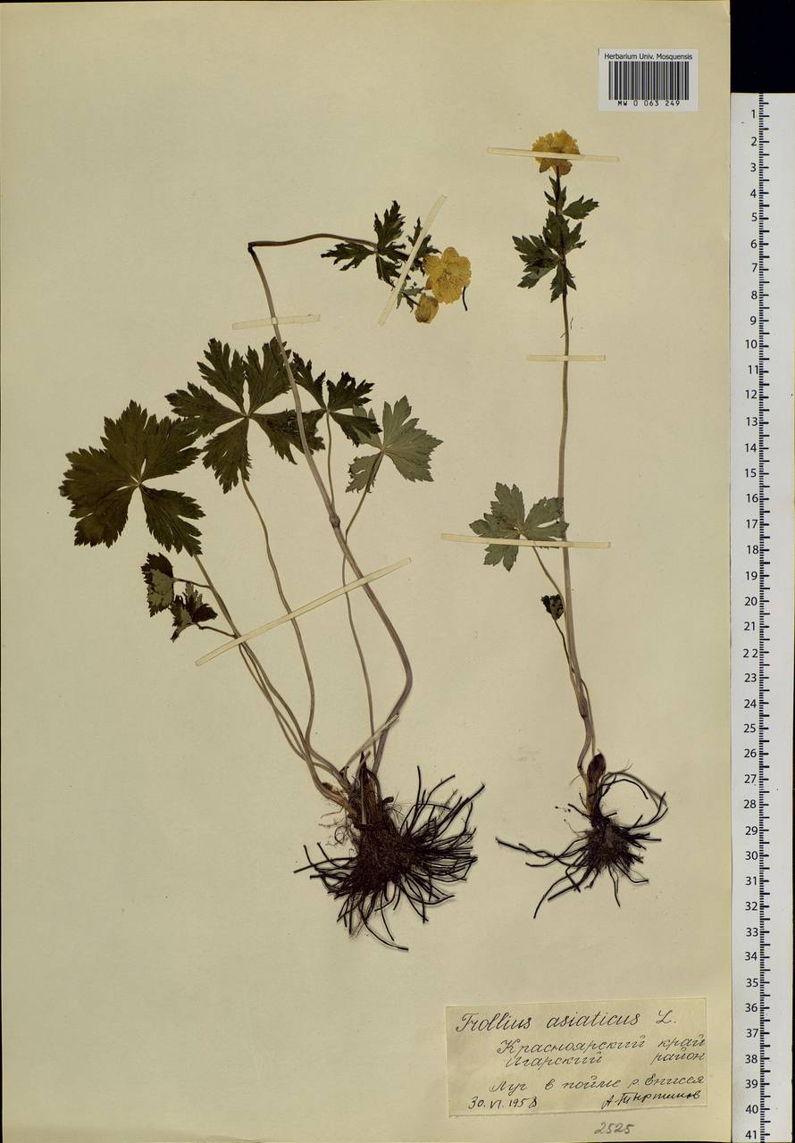 Trollius asiaticus L., Siberia, Central Siberia (S3) (Russia)