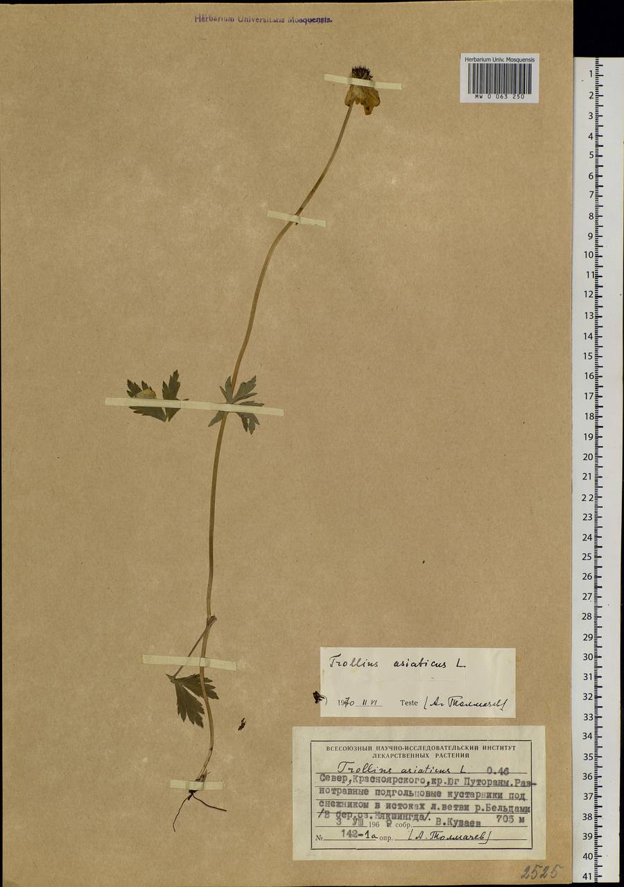 Trollius asiaticus L., Siberia, Central Siberia (S3) (Russia)