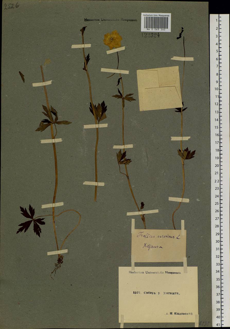 Trollius asiaticus L., Siberia, Central Siberia (S3) (Russia)