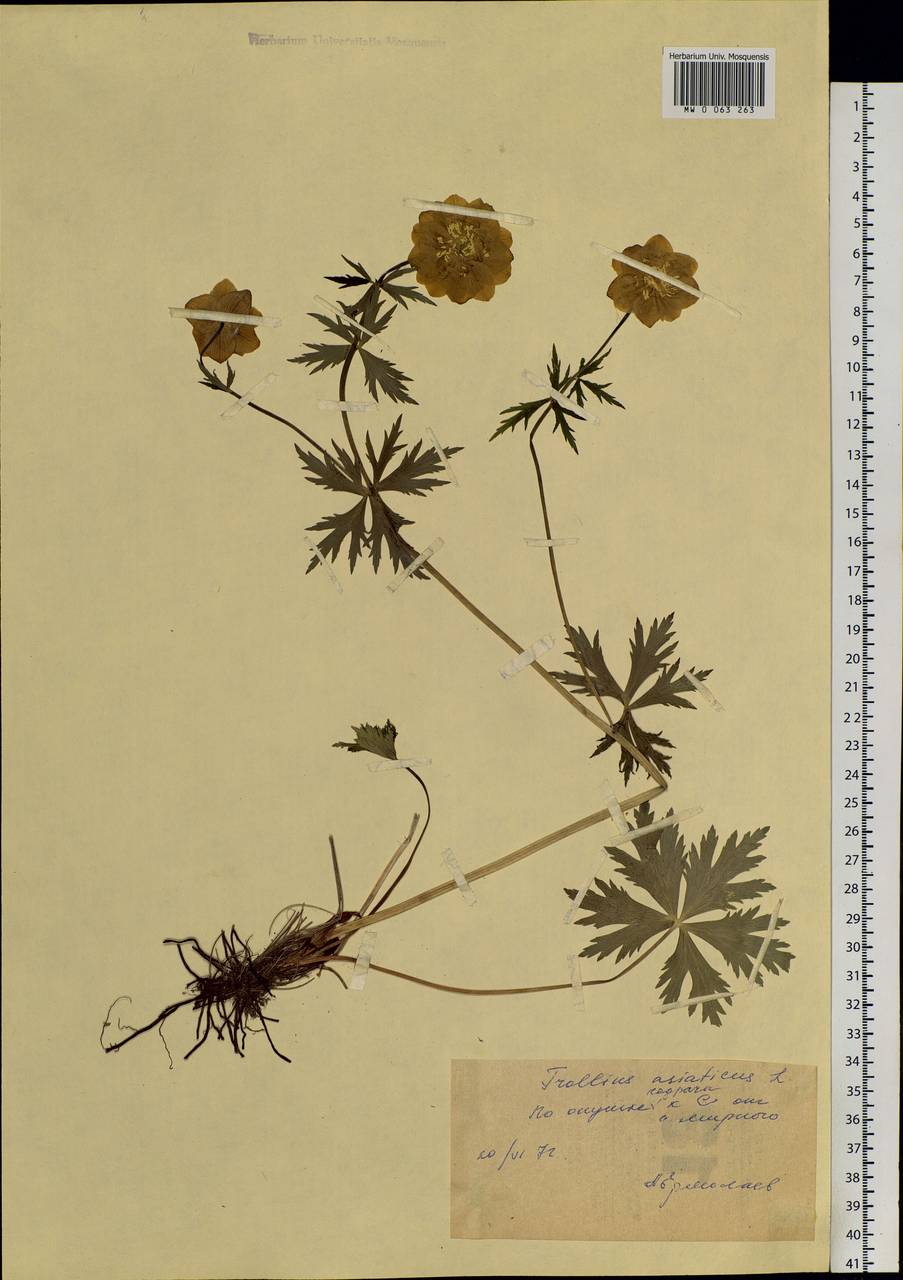 Trollius asiaticus L., Siberia, Central Siberia (S3) (Russia)