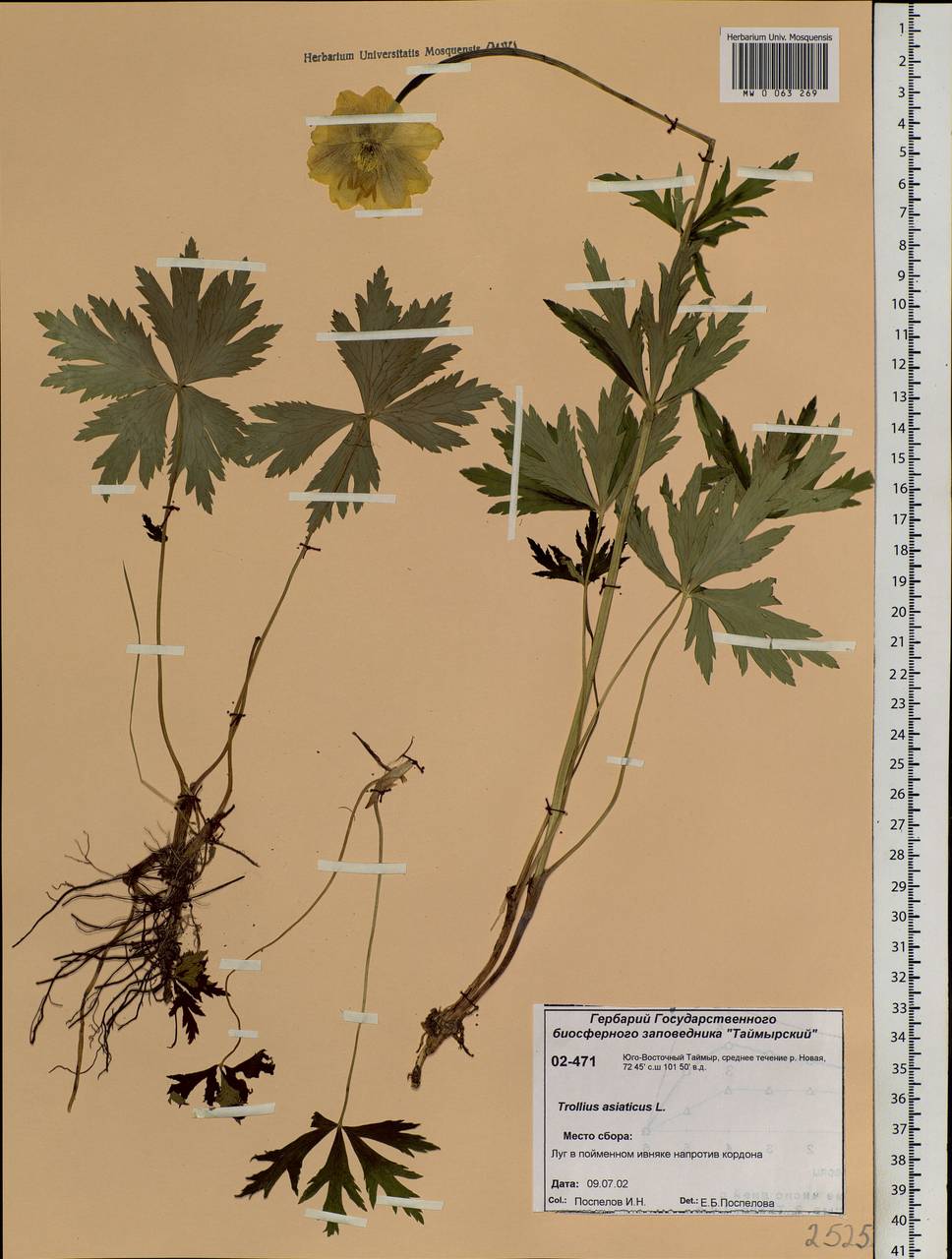 Trollius asiaticus L., Siberia, Central Siberia (S3) (Russia)