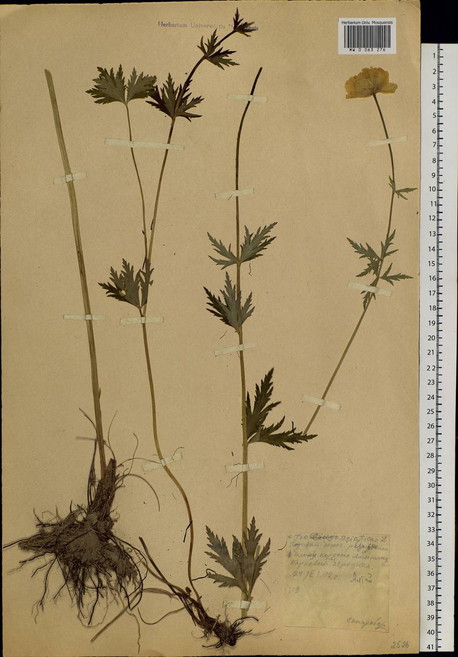 Trollius asiaticus L., Siberia, Altai & Sayany Mountains (S2) (Russia)