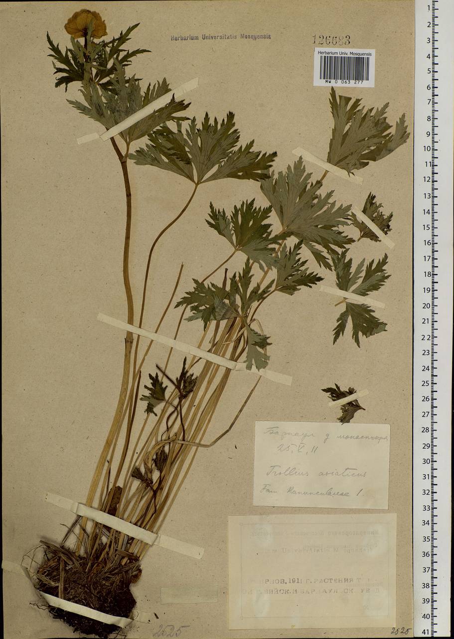 Trollius asiaticus L., Siberia, Altai & Sayany Mountains (S2) (Russia)