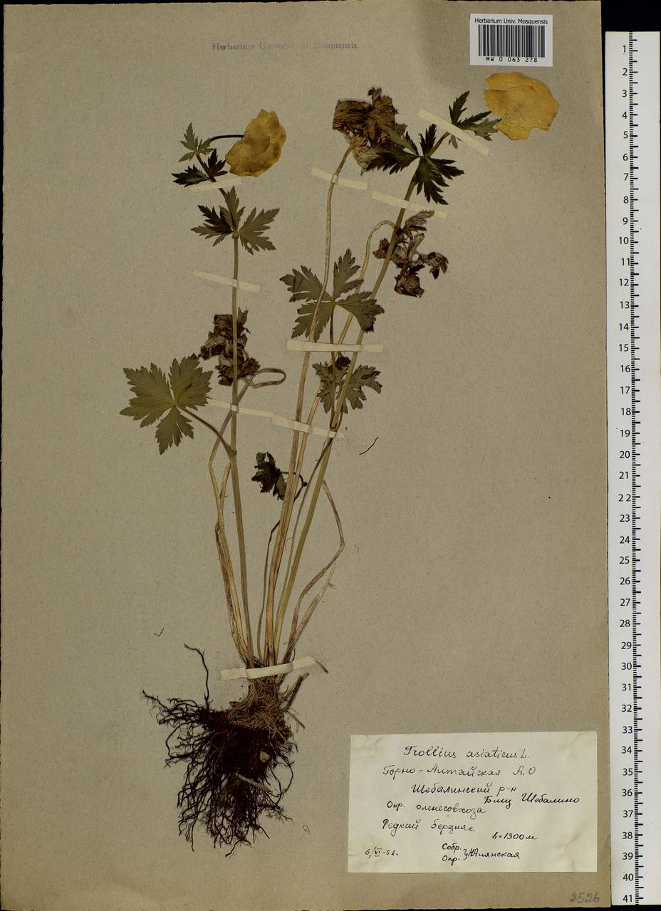 Trollius asiaticus L., Siberia, Altai & Sayany Mountains (S2) (Russia)