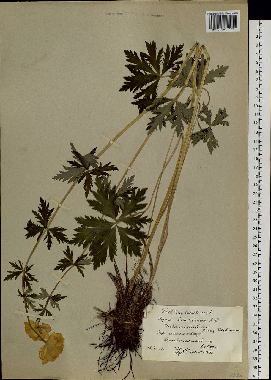 Trollius asiaticus L., Siberia, Altai & Sayany Mountains (S2) (Russia)