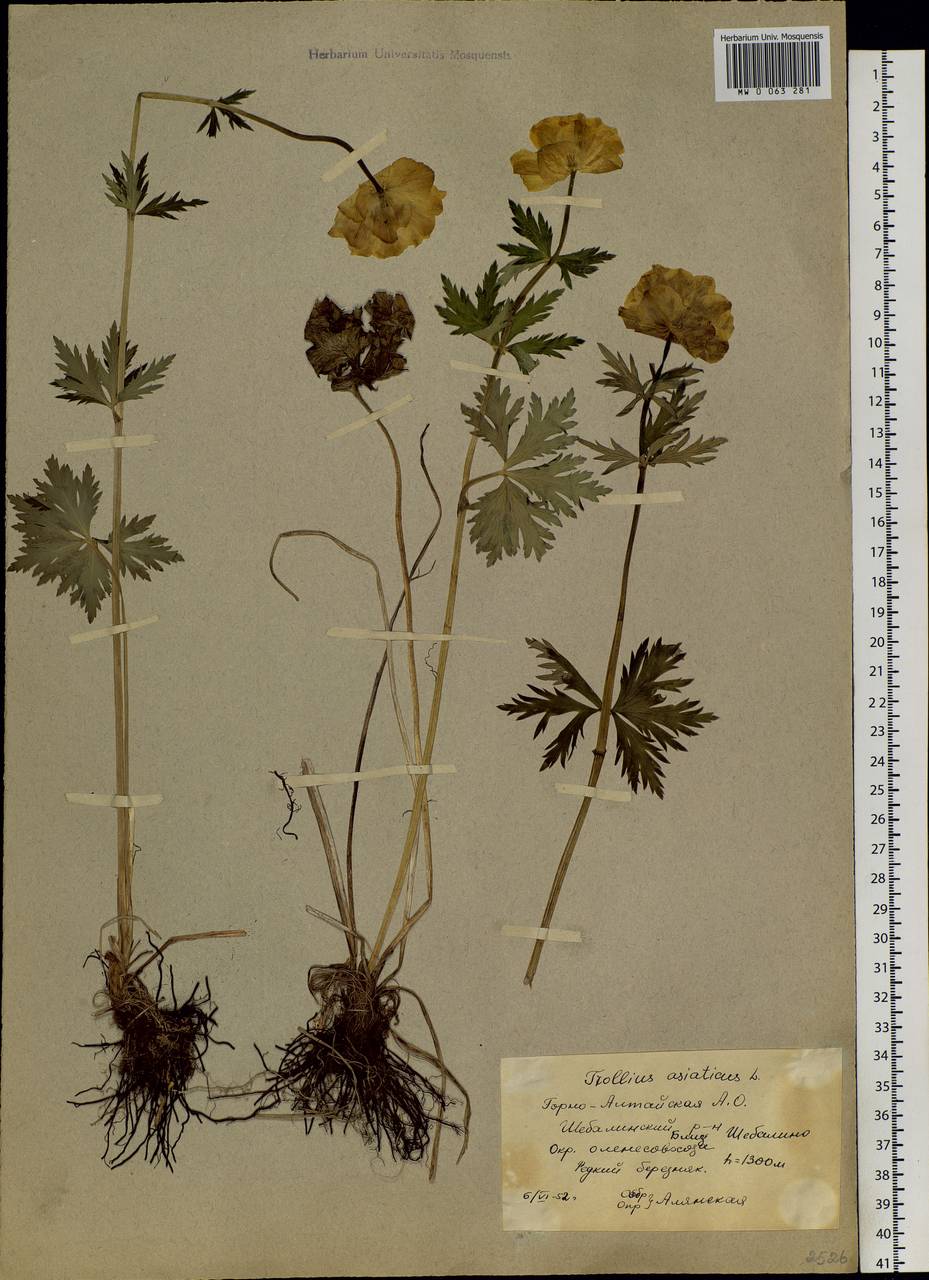 Trollius asiaticus L., Siberia, Altai & Sayany Mountains (S2) (Russia)