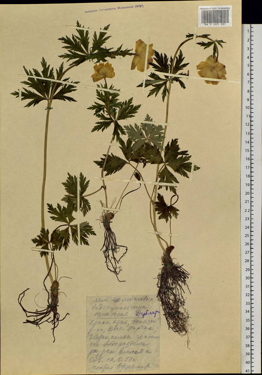 Trollius asiaticus L., Siberia, Altai & Sayany Mountains (S2) (Russia)