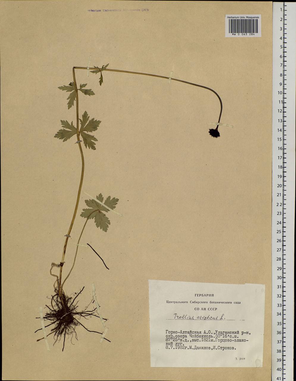 Trollius asiaticus L., Siberia, Altai & Sayany Mountains (S2) (Russia)