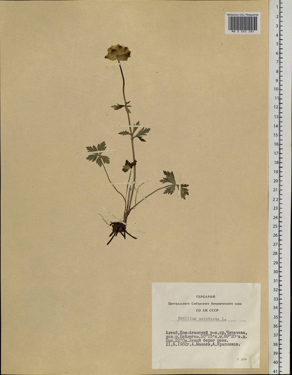 Trollius asiaticus L., Siberia, Altai & Sayany Mountains (S2) (Russia)