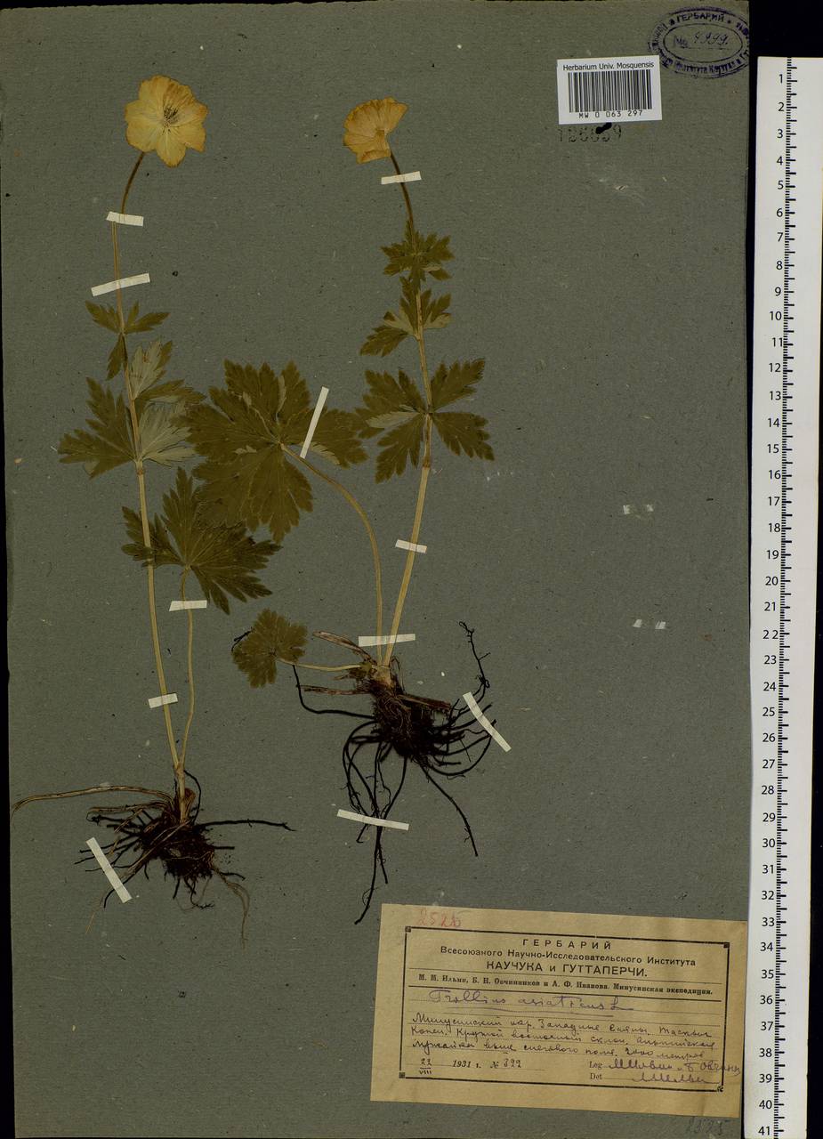 Trollius asiaticus L., Siberia, Altai & Sayany Mountains (S2) (Russia)