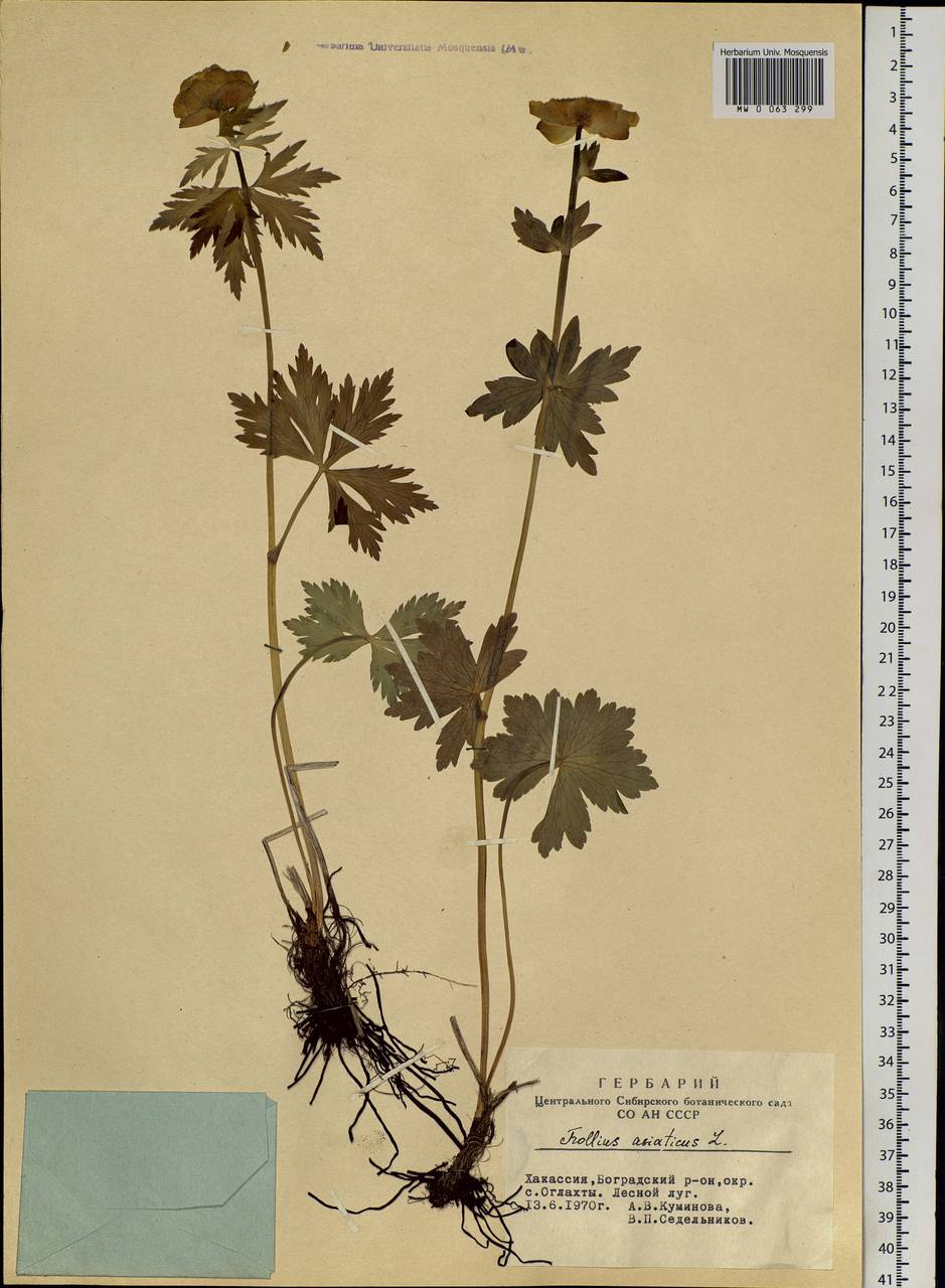 Trollius asiaticus L., Siberia, Altai & Sayany Mountains (S2) (Russia)