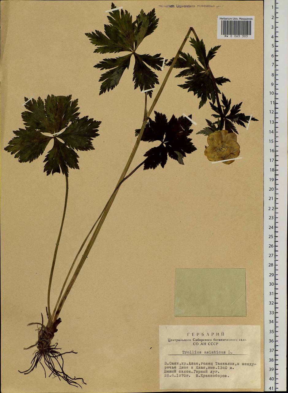 Trollius asiaticus L., Siberia, Altai & Sayany Mountains (S2) (Russia)