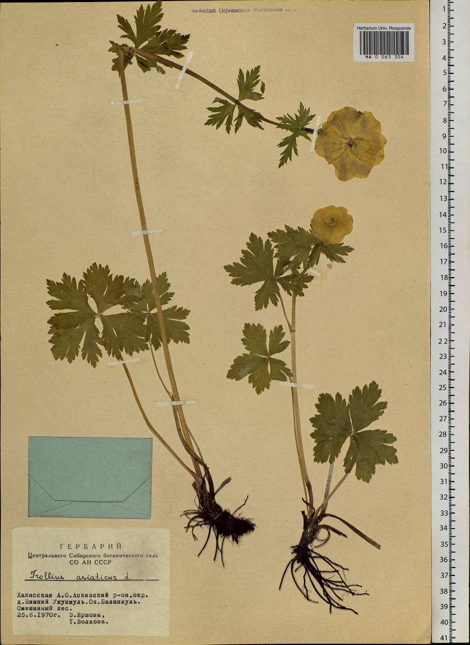 Trollius asiaticus L., Siberia, Altai & Sayany Mountains (S2) (Russia)