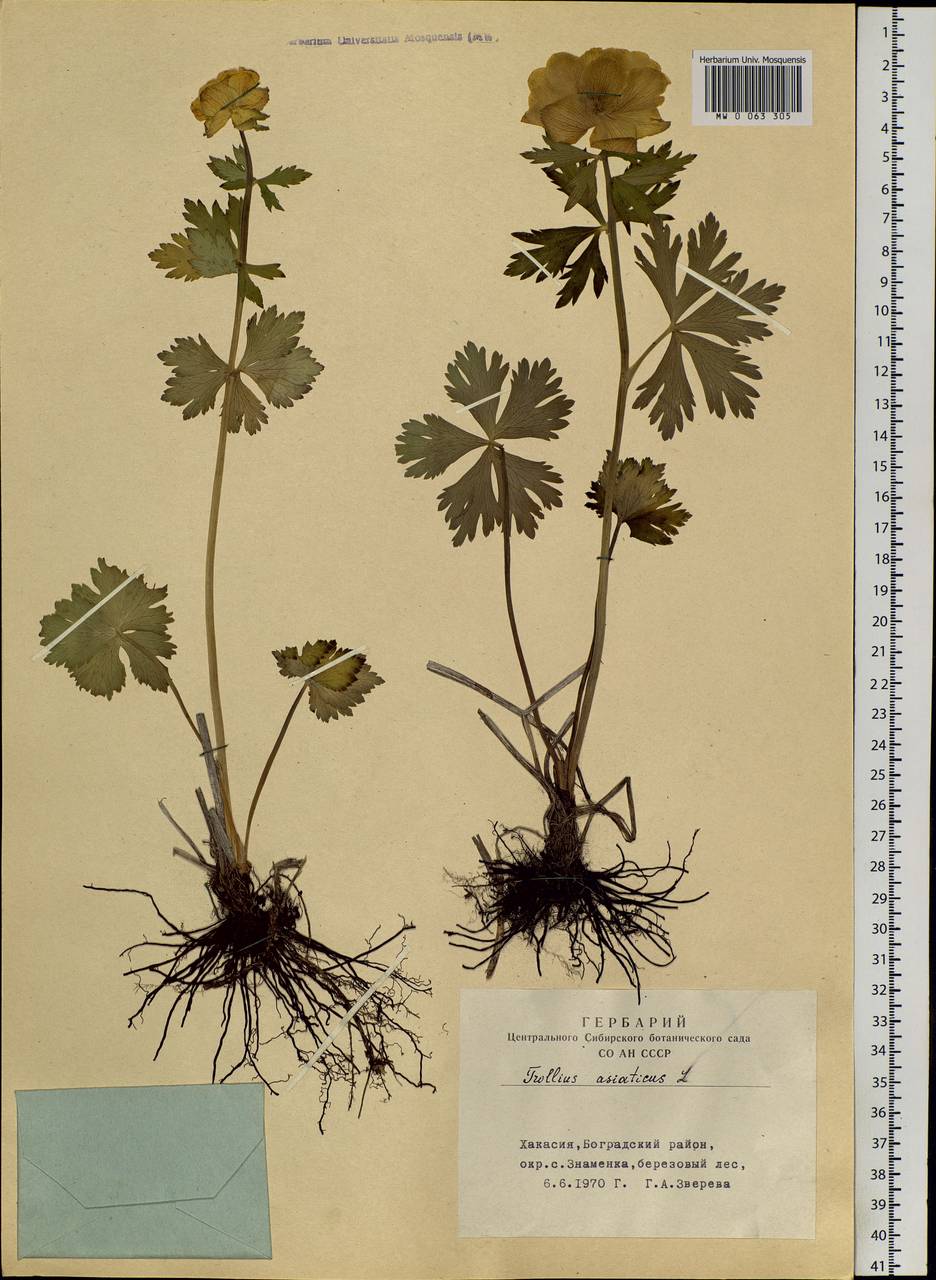 Trollius asiaticus L., Siberia, Altai & Sayany Mountains (S2) (Russia)