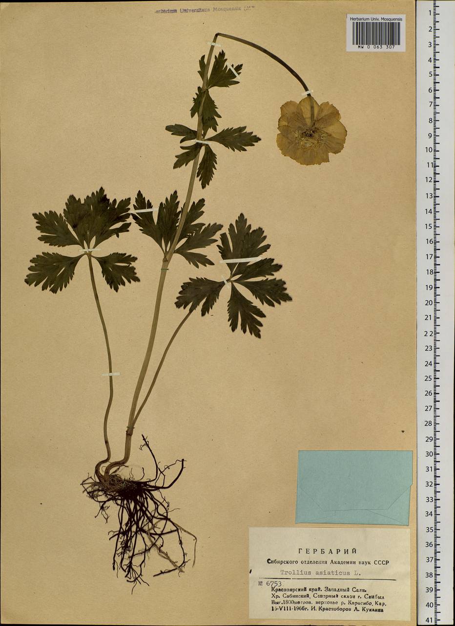 Trollius asiaticus L., Siberia, Altai & Sayany Mountains (S2) (Russia)