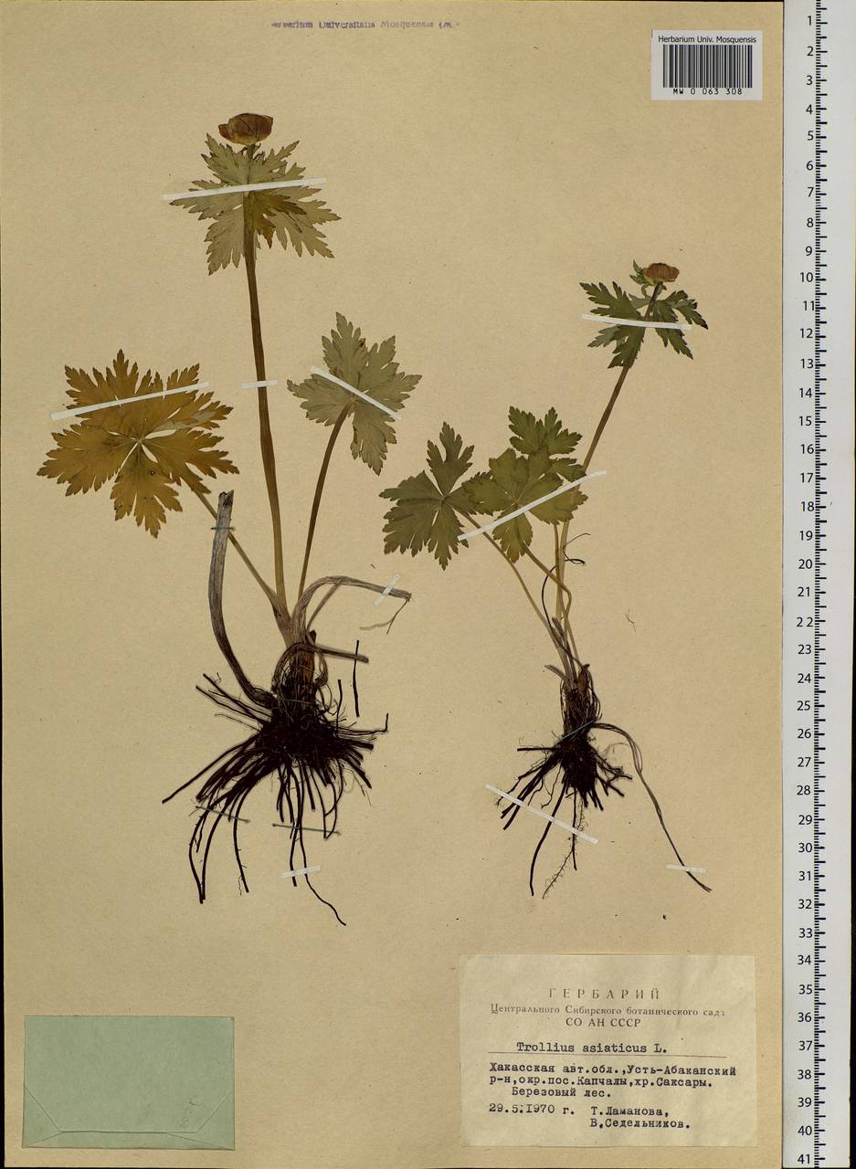 Trollius asiaticus L., Siberia, Altai & Sayany Mountains (S2) (Russia)