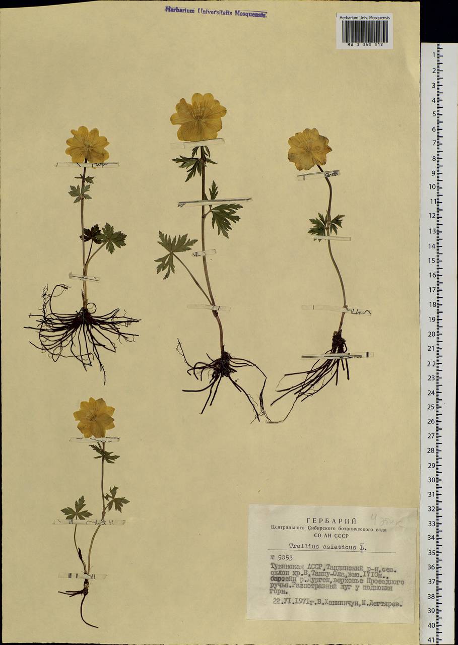 Trollius asiaticus L., Siberia, Altai & Sayany Mountains (S2) (Russia)