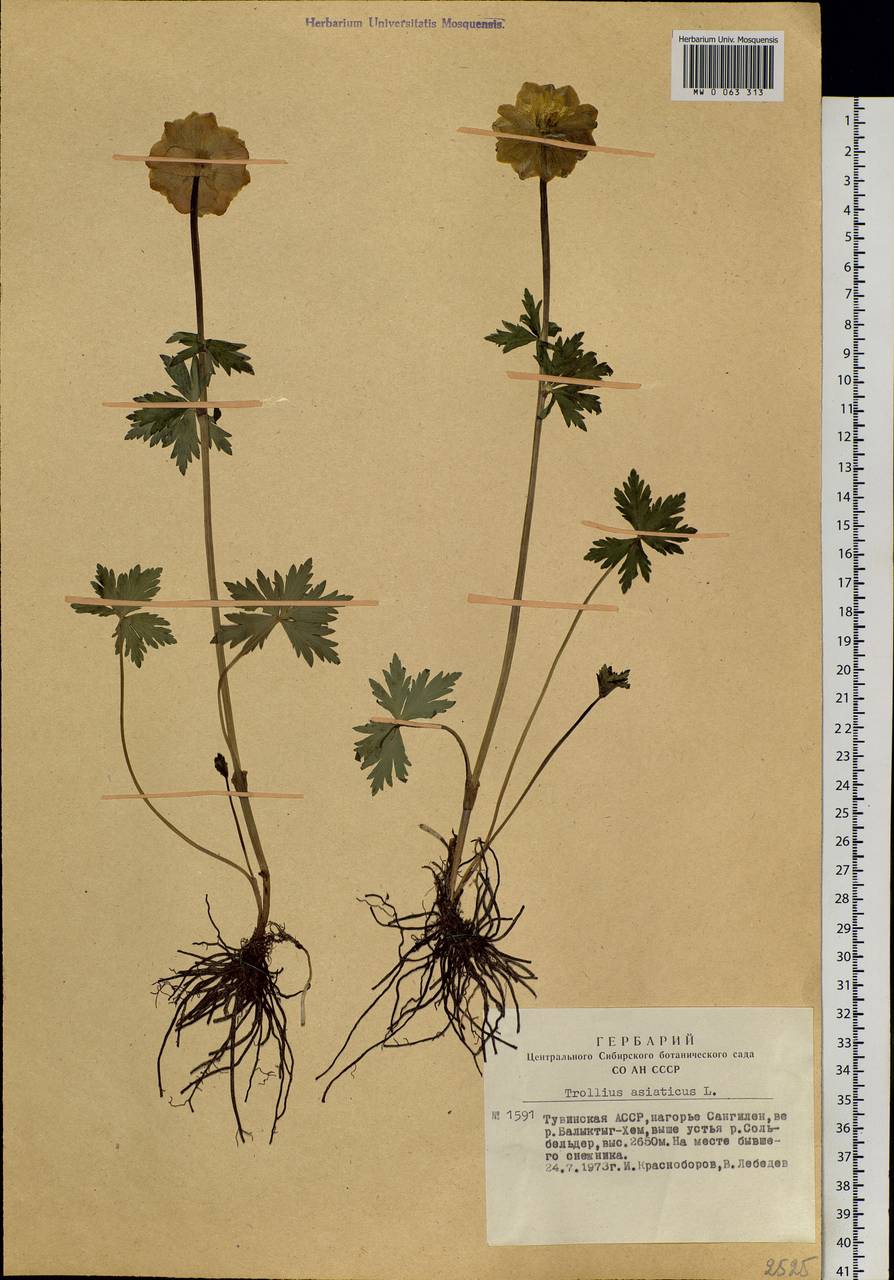 Trollius asiaticus L., Siberia, Altai & Sayany Mountains (S2) (Russia)