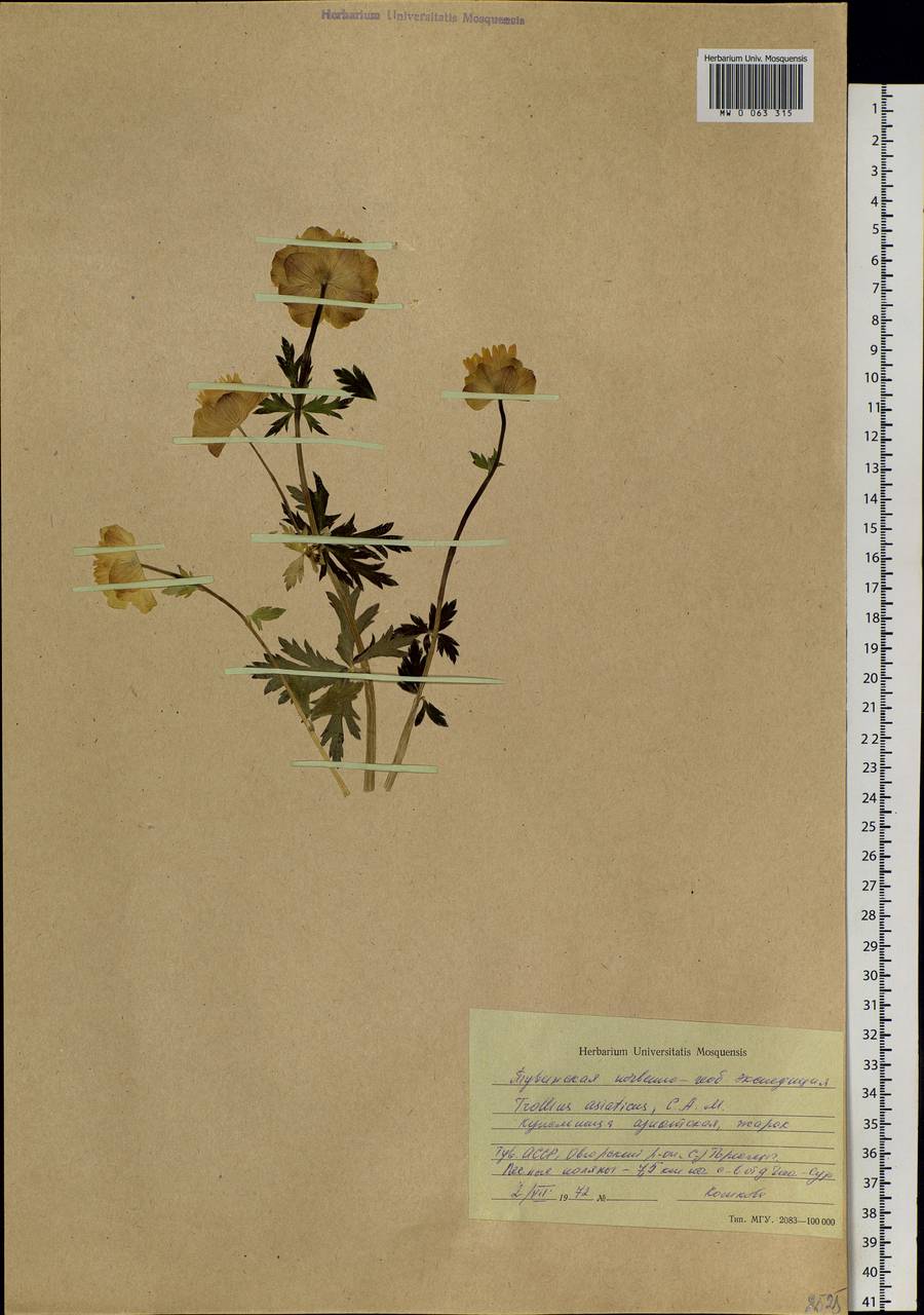 Trollius asiaticus L., Siberia, Altai & Sayany Mountains (S2) (Russia)