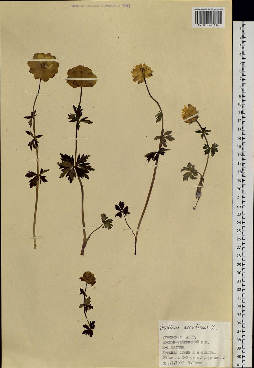 Trollius asiaticus L., Siberia, Altai & Sayany Mountains (S2) (Russia)