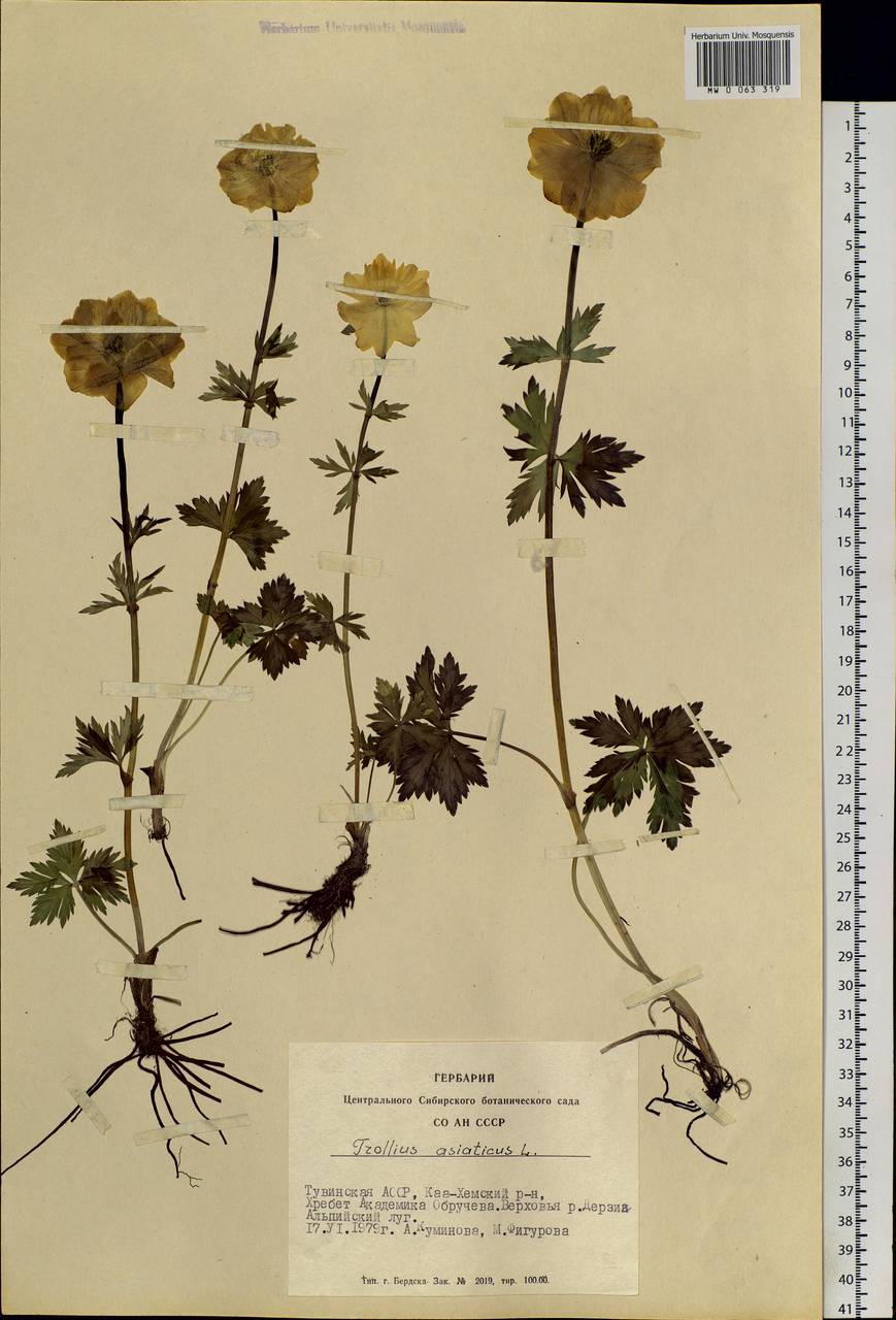 Trollius asiaticus L., Siberia, Altai & Sayany Mountains (S2) (Russia)