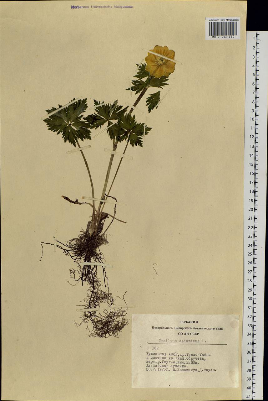 Trollius asiaticus L., Siberia, Altai & Sayany Mountains (S2) (Russia)